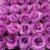 Iridescent Purple